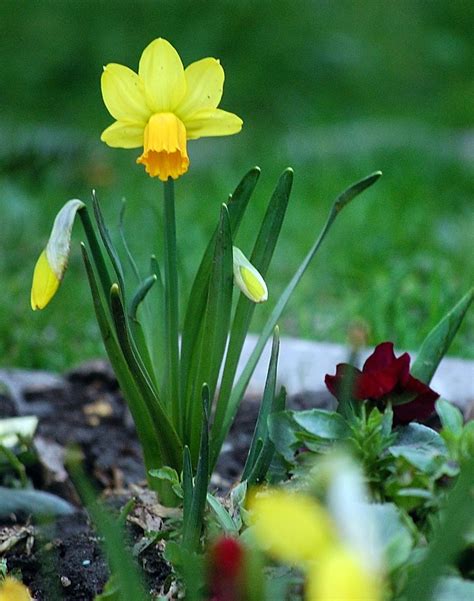 blooming daffodil  image