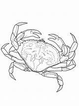 Krab Crabs Crabe Kolorowanki Horseshoe Dzieci Bestcoloringpagesforkids Moana Hermit Dungeness Designlooter Entitlementtrap Roe Coloriages Wydruku sketch template