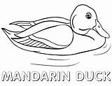 Duck Coloring Mandarin Pages sketch template