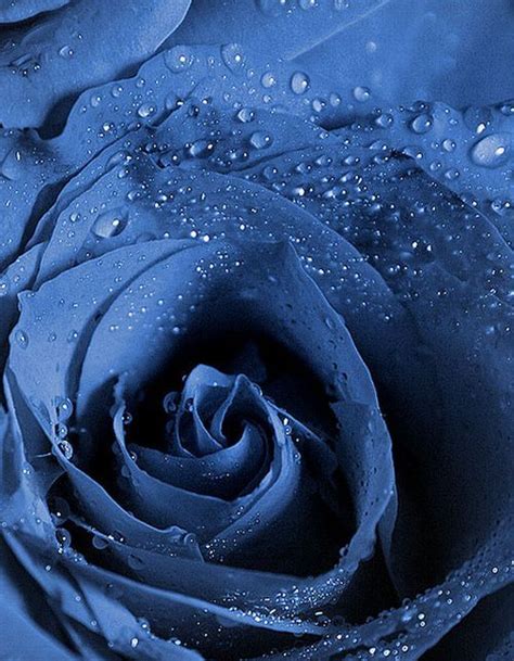 beautiful blue roses wiresmash