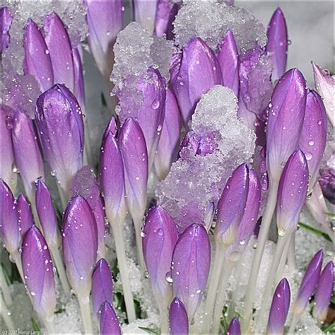 crocus on ice blue purple flowers purple flowers flowers