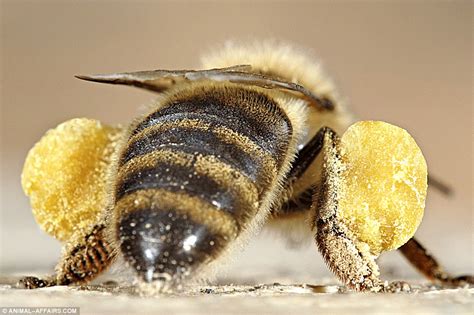 pictured  bees fitted  microchips  find    species