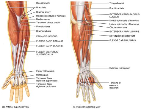 anatomy   wrist acro physical therapy fitness