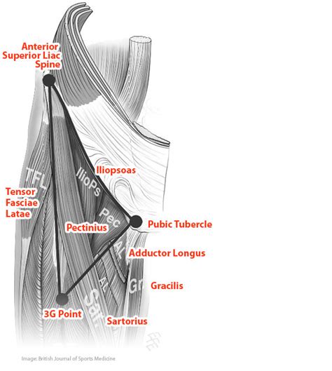 Groin Female Hip Muscle Anatomy Hip Flexor Muscles Sportex Medicine