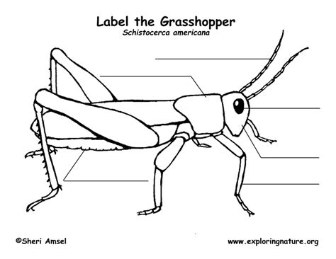 grasshopper labeling page