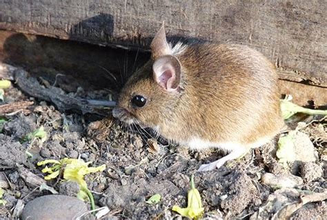 field mouse control facts find    rid  field mice