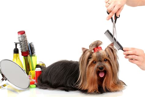 pet grooming basics smartguy