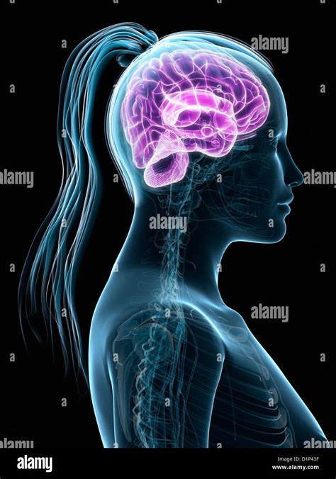 human brain high resolution stock photography  images alamy