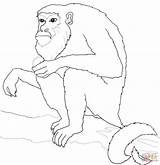 Monkey Howler Coloring Tree Sits Pages Drawing Squirrel Color Supercoloring sketch template
