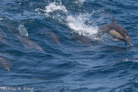 common dolphin condor express  santa barbara channel  thomas nord flickr