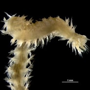 Afbeeldingsresultaten voor "poecilochaetus Serpens". Grootte: 185 x 185. Bron: observation.org