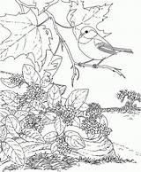 Coloring Pages Chickadee Massachusetts State Bird Capped Printable Flower Mayflower Washington Birds Renoir Ma Carolina Book Getcolorings Books Colorings Comments sketch template