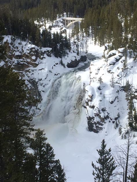 Winter Reveals The Wild In Yellowstone National Park