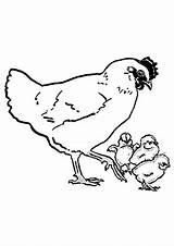 Henne Ausmalbild Huehner Hühner Küken sketch template