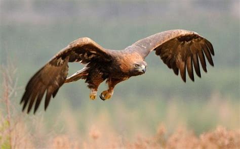 golden eagles    brink  numbers soar  highest level