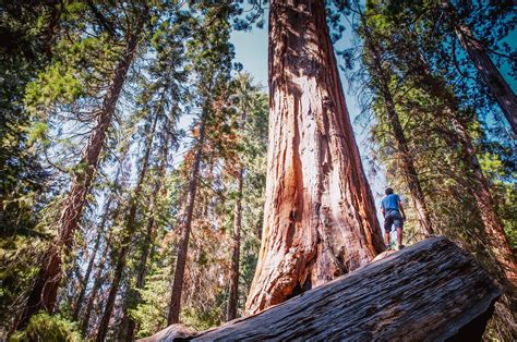 ancient redwood trees  burning  california cleantechnica