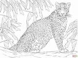 Leopardo Ausmalbilder Panther Leoparden Baum Ausdrucken Dibujo Felidae Member Supercoloring Gratis Nevi Foca Sentado Rbol Stampare Leopards Leopardi Gepard Malvorlagen sketch template