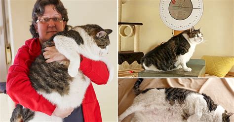 World S Heaviest Cat Meet Elvis The Massive Moggy Who Weighs As Much