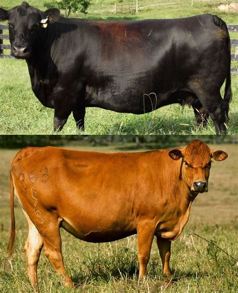 difference  dairy cows  beef