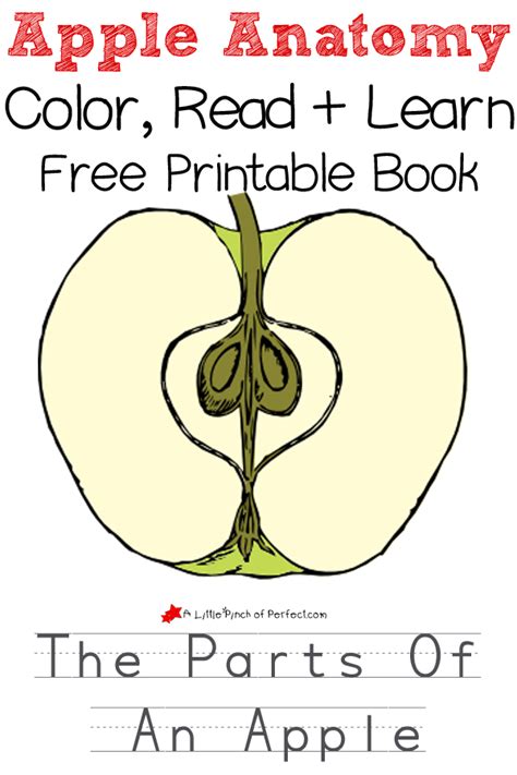 parts   apple color read  learn  printable book printable books kindergarten