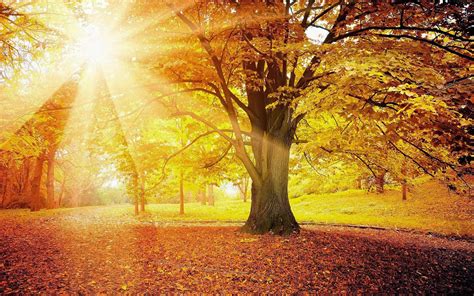 boom met herfstbladeren en zonlicht mooie leuke achtergronden voor je bureaublad pc laptop