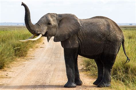 poster afrikanischer elefant