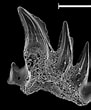 Afbeeldingsresultaten voor "apristurus Stenseni". Grootte: 91 x 110. Bron: molasse-haie-rochen.de