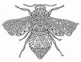 Bee Zentangle Coloring Insect Bumble Sheet Preview sketch template
