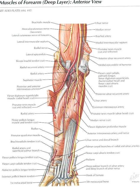 forearm tendon anatomy