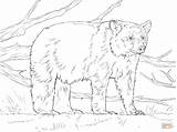 Coloring Bear Pages Realistic American Printable Akita Animal Supercoloring Color Bears Polar Kids Colouring Books Drawing Panda Embroidery sketch template