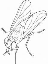 Insekten Kleuterdigitaal sketch template