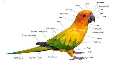 parrot biology parrot biology parrots guide omlet uk