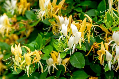 japanese honeysuckle plant care  growing guide