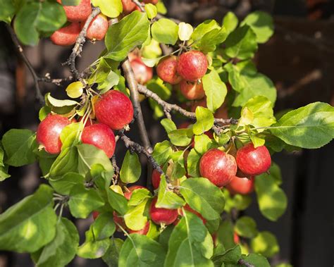callaway crabapple tree  fruits  exotics