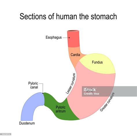 detailed diagram of the structure from inside of the stomach stock