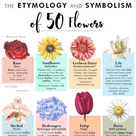 etymology  symbolism   flowers   poster gardening