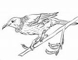 Coloring Pages Tui Zealand Animals Birds Printable sketch template