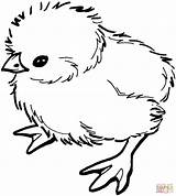 Coloring Chick Pages Baby Printable Drawing sketch template