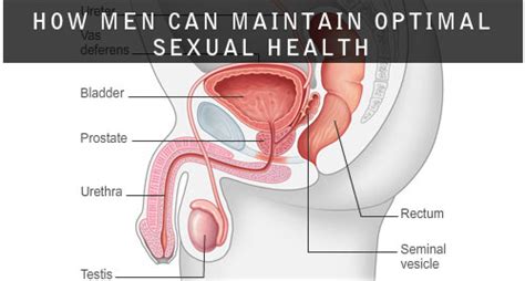 How Men Can Maintain Optimal Sexual Health Sexual Health