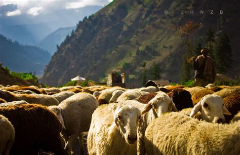 flock of sheep naran pakistan pakistan indus