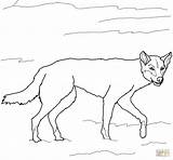 Dingo Coloring Pages Australian Drawing Dogs Printable Wild Color Getdrawings Categories sketch template