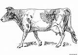 Vache Mucca Colorare Kuh Koe Realiste Vaca Malvorlage Ausmalbilder Disegni Educima Schulbilder Educolor Grote Große sketch template