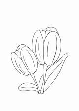 Tulip Tulipe Coloriages Coloriage sketch template