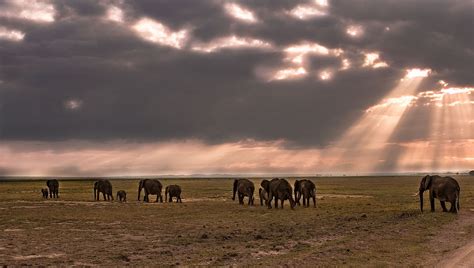 frueh morgens foto bild tiere wildlife saeugetiere bilder