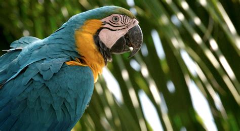 wild macaws  artificial nests  tambopata amazon jungle natures gateway
