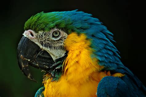 papagei foto bild tiere zoo voegel bilder auf fotocommunity