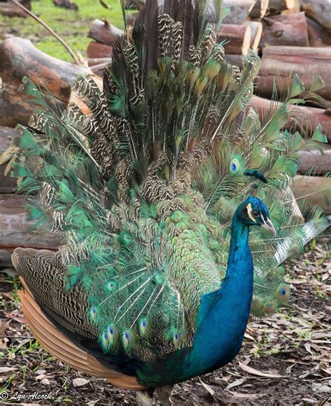 Bird Pictures Indian Peafowl Blue Peafowl Peacock Peahen Pavo