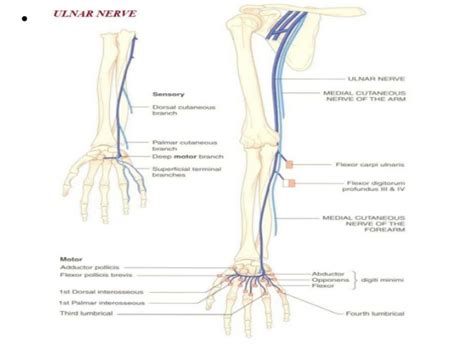 Ulnar Nerve Anatomy
