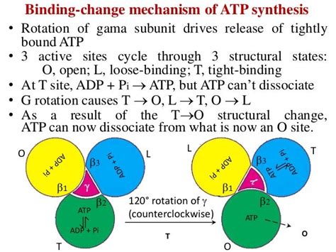 atp  synthesized   mitochondria wasfa blog