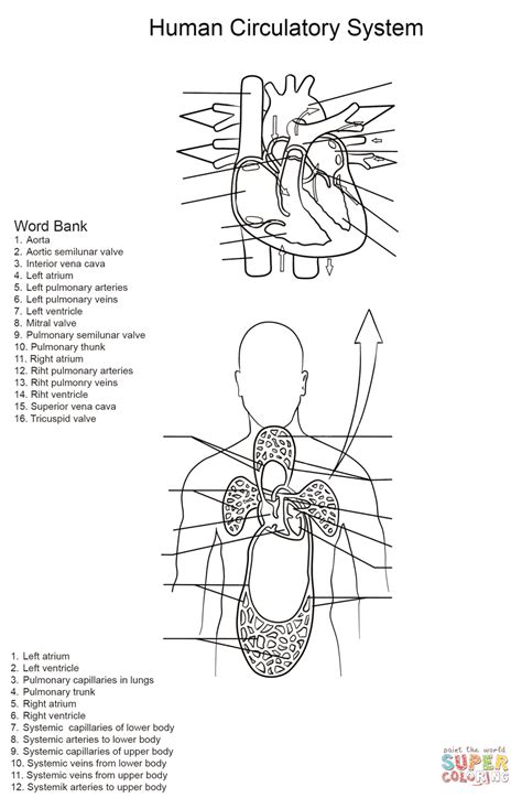 cardiovascular system worksheet